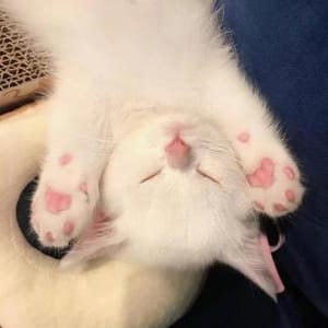 Ảnh đại diện của Aadhya